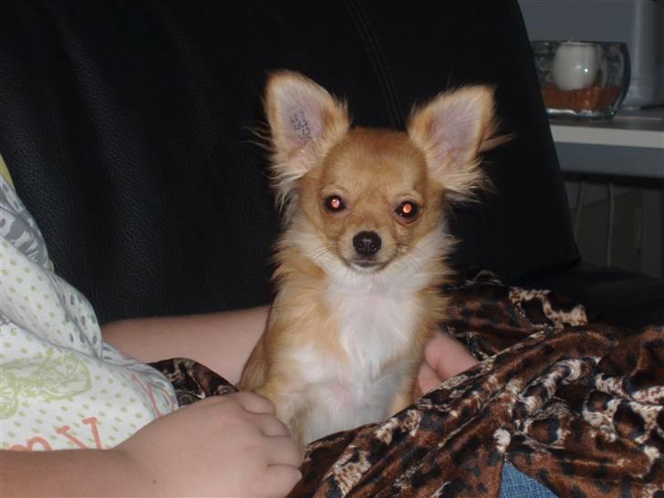 Chihuahua wejner billede 6