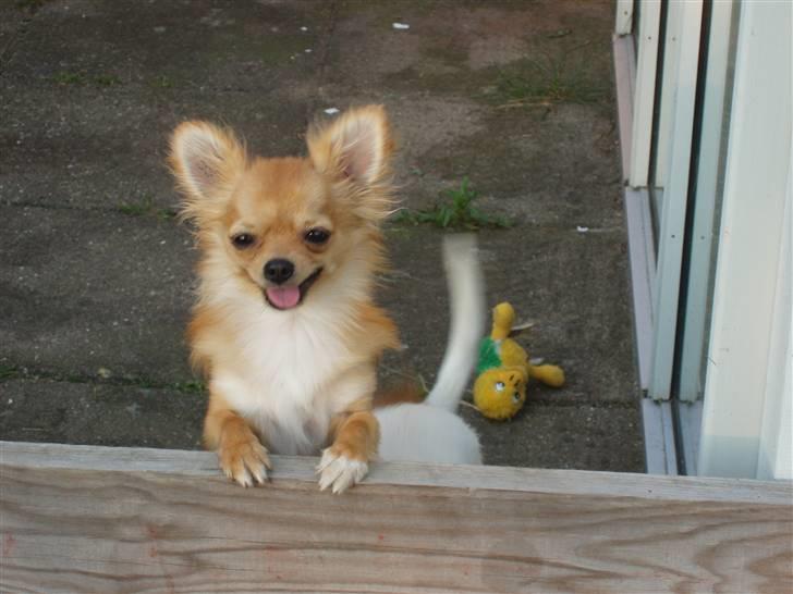 Chihuahua wejner billede 7