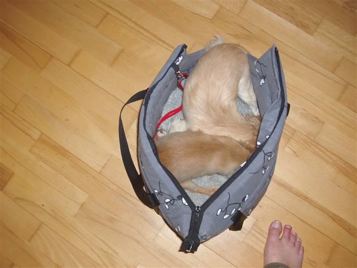 Chihuahua wejner billede 8
