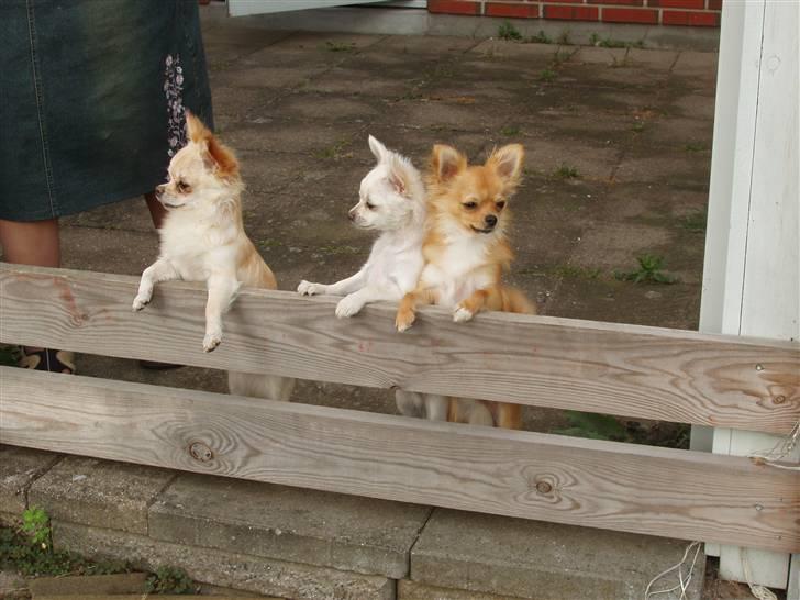 Chihuahua wejner billede 9