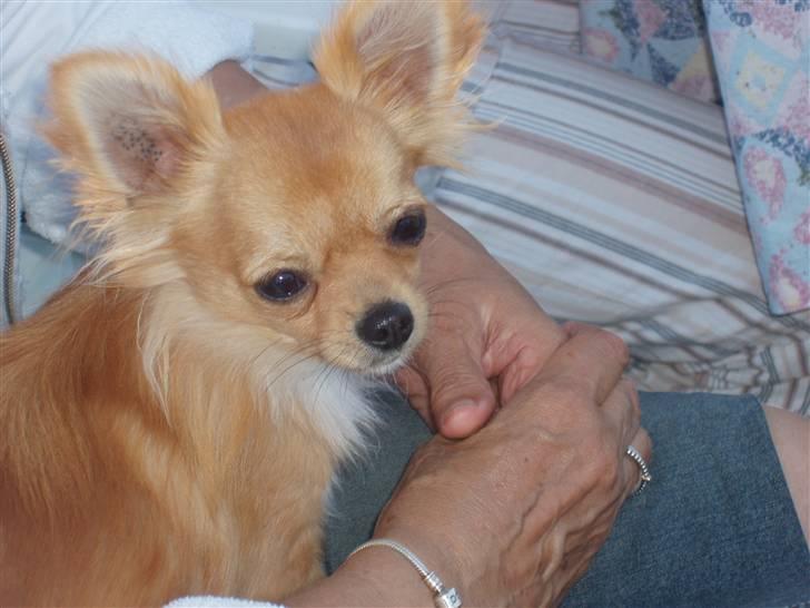 Chihuahua wejner billede 10