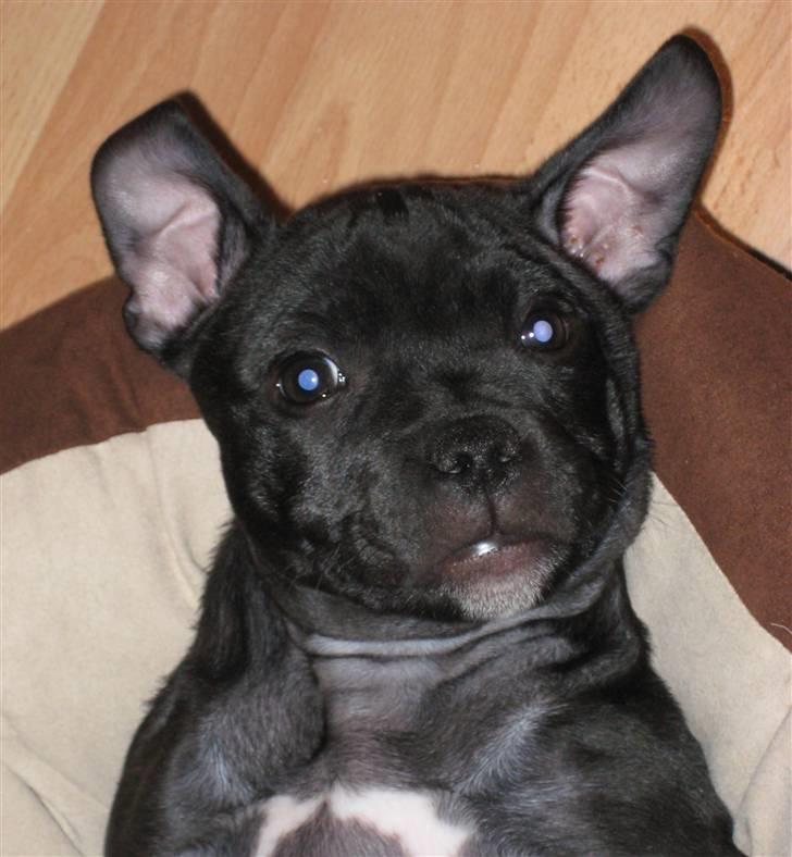 Staffordshire bull terrier Coco billede 20