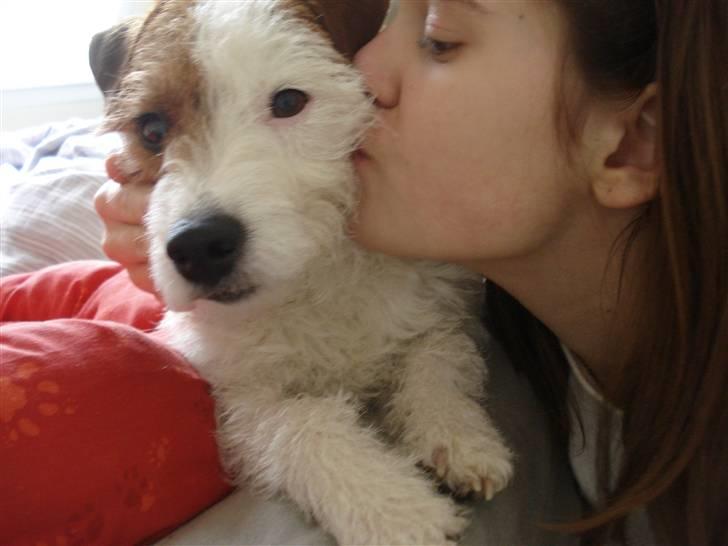 Parson russell terrier Luna - Line & Luna  billede 18