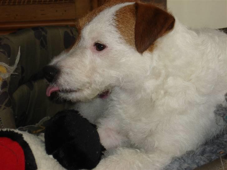 Parson russell terrier Luna - Fjolle Fnulle :o) billede 19
