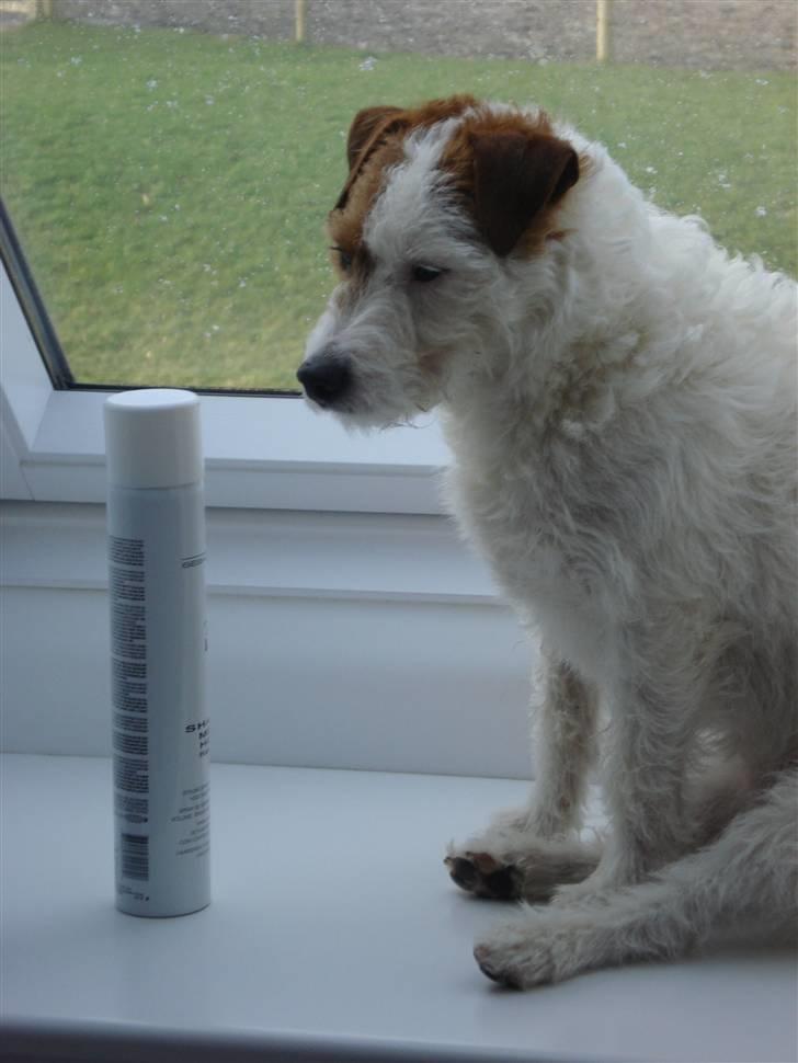 Parson russell terrier Luna billede 20