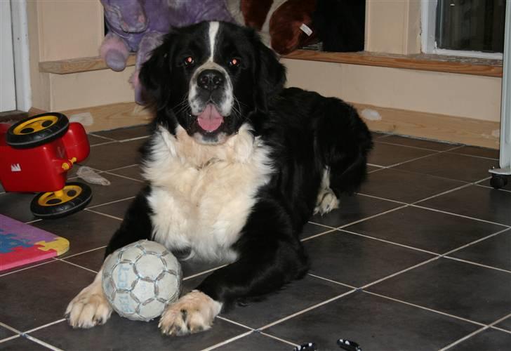 Blanding af racer <3HERCULES<3 billede 14