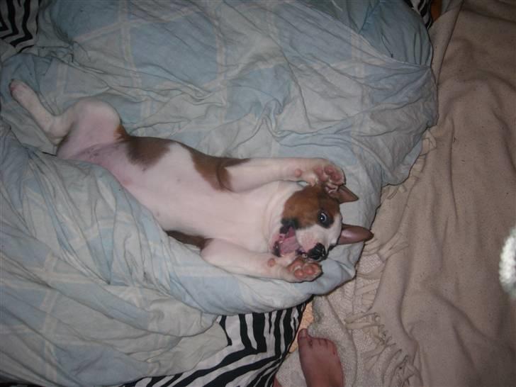 Blanding af racer Eddy billede 11