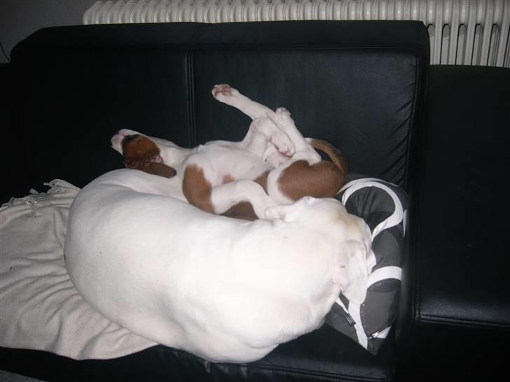 Blanding af racer Eddy billede 12