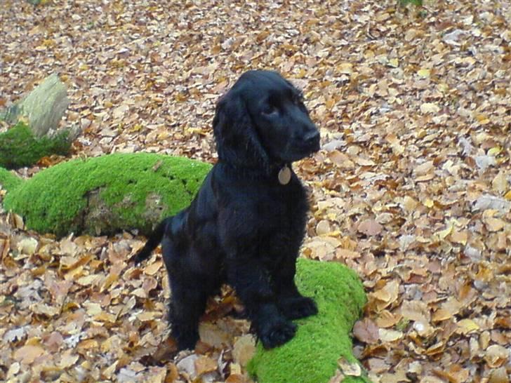 Cocker spaniel Holger - Holger i skoven ca 5 måneder billede 1