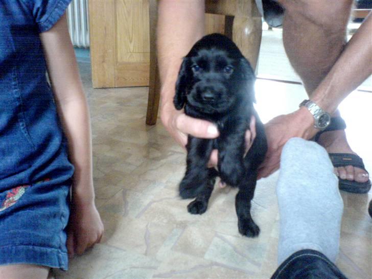 Cocker spaniel Holger - Holger som helt lille hvalp ca 6 uger billede 2