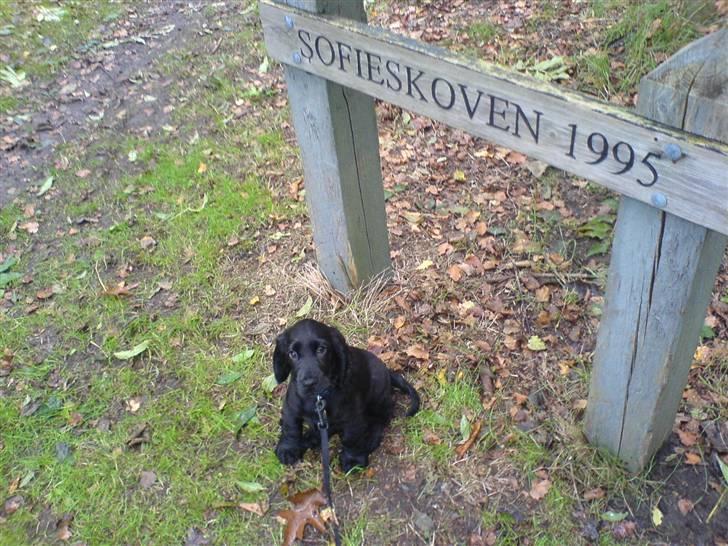 Cocker spaniel Holger billede 3