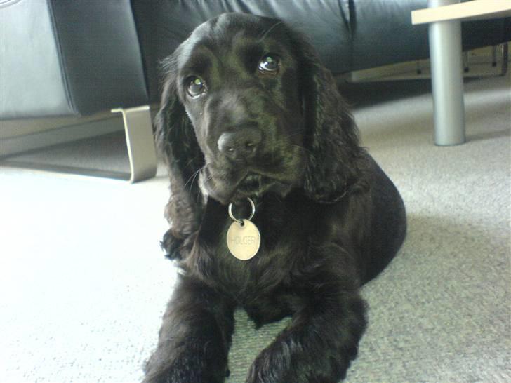 Cocker spaniel Holger billede 4