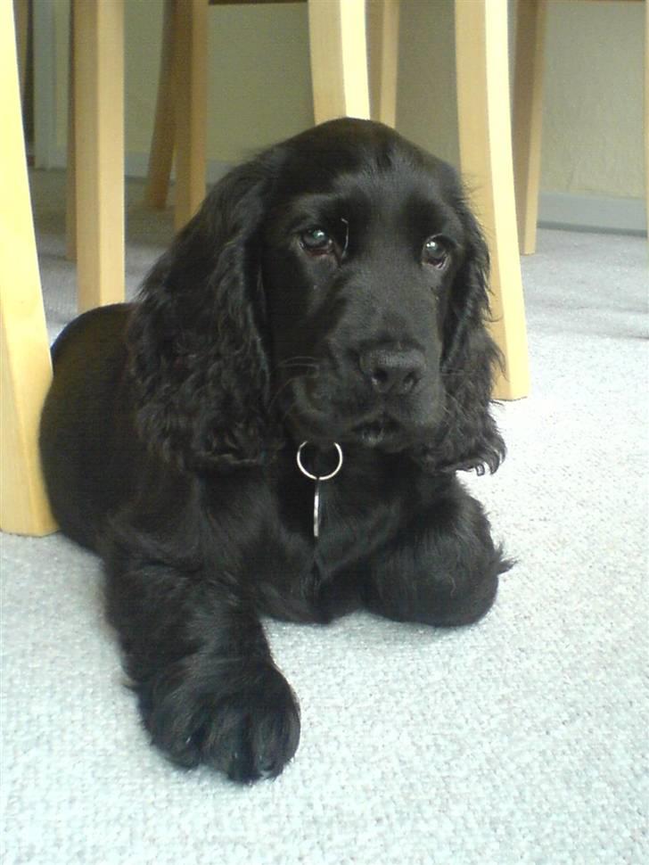 Cocker spaniel Holger billede 5