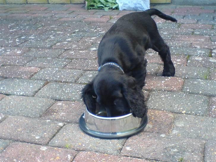 Cocker spaniel Holger - Er der ikke mere hernede???? billede 6
