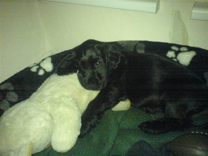 Cocker spaniel Holger - SÅ er han sgu faldet i søvn på bamsen billede 7