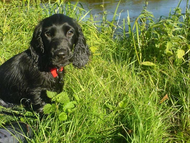 Cocker spaniel Holger - En tur i det grønne område billede 8