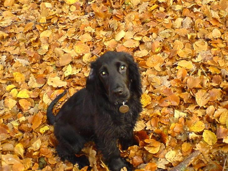 Cocker spaniel Holger - Efterårstur i skoven billede 9