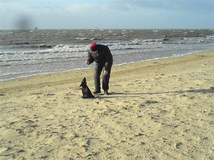 Cocker spaniel Holger - Hjerting Strand billede 10