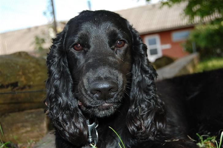 Cocker spaniel Holger - Billede i skoven taget d. 02/02-08 billede 11