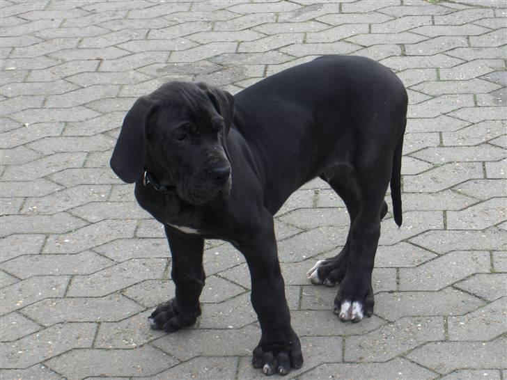 Grand danois ## RICCO ## -  åhhh hvilken nuser 8 uger gammel billede 1