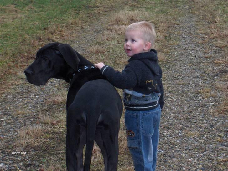 Grand danois ## RICCO ## - Hvem går tur med hvem? billede 3