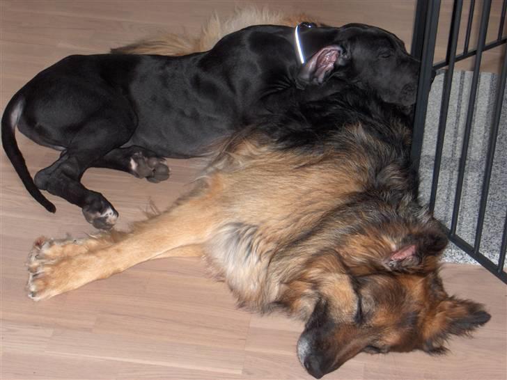 Grand danois ## RICCO ## - At tage en slapper..... billede 5