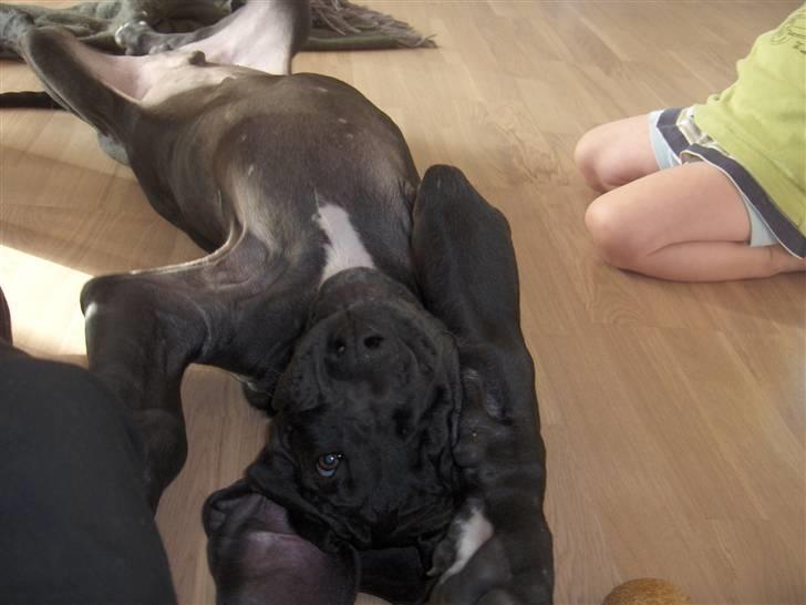 Grand danois ## RICCO ## - Du kan ikke finde mig !! billede 8