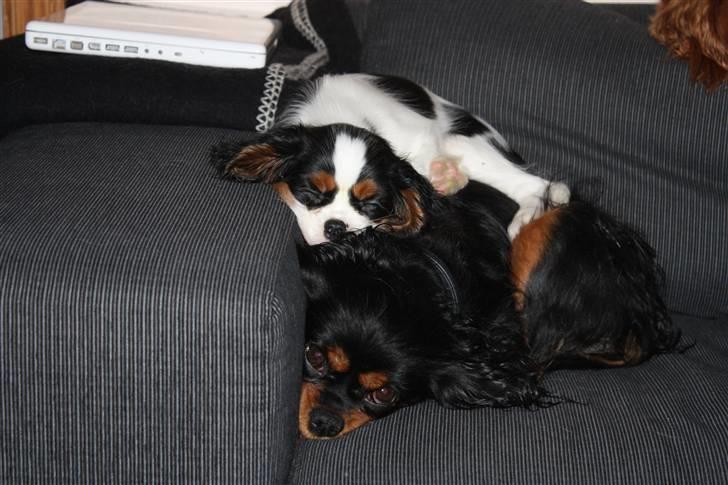 Cavalier king charles spaniel Vega - Vega og hendes nye sambo katten O´malley billede 7