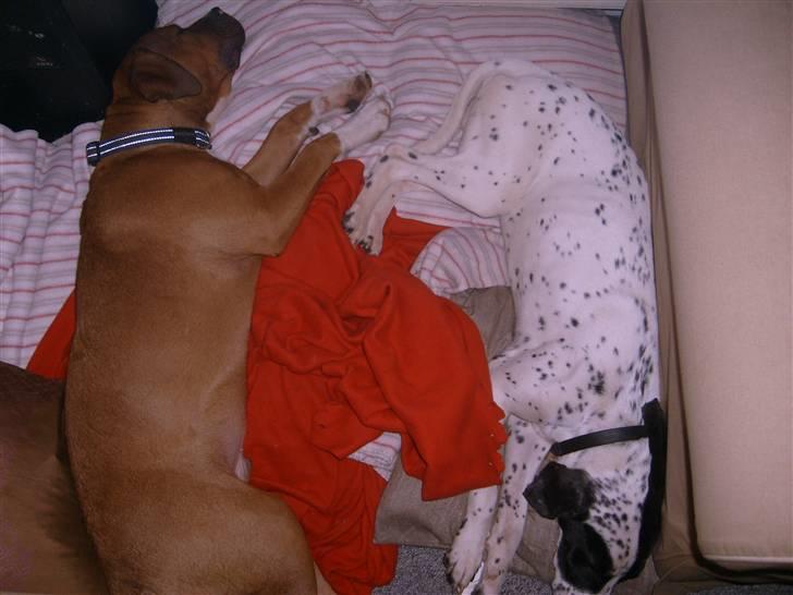 Blanding af racer Pablo **Ribe hund** RIP billede 9