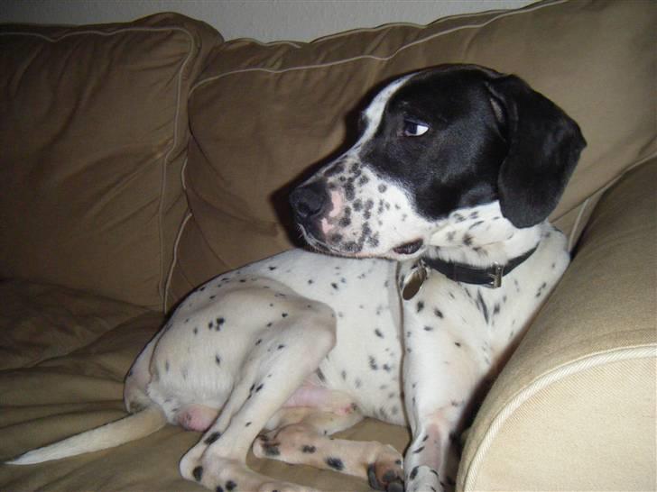 Blanding af racer Pablo **Ribe hund** RIP billede 10