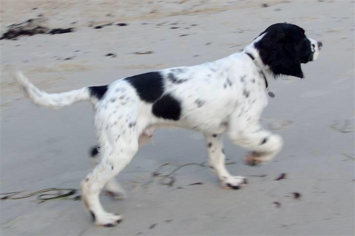 Engelsk springer spaniel Zimba - Jeg har færten billede 9