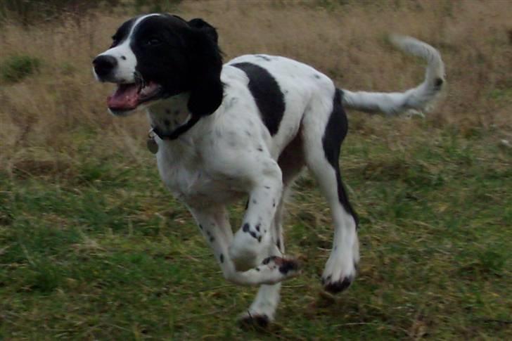 Engelsk springer spaniel Zimba - Fuld fart frem billede 10