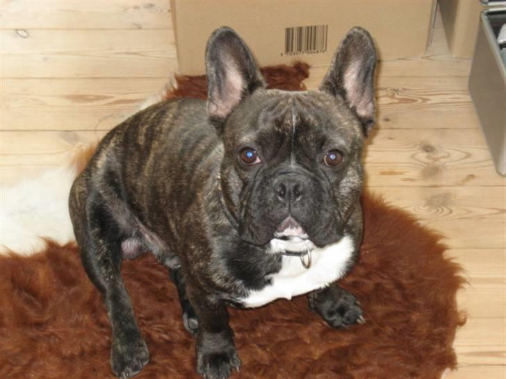 Fransk bulldog gangster - et par uger før jeg blev 2 år billede 16