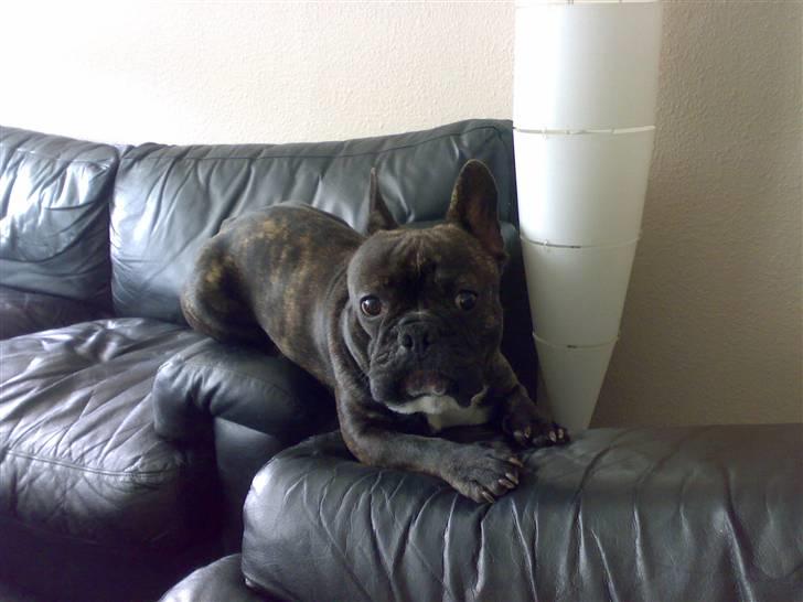 Fransk bulldog gangster billede 17