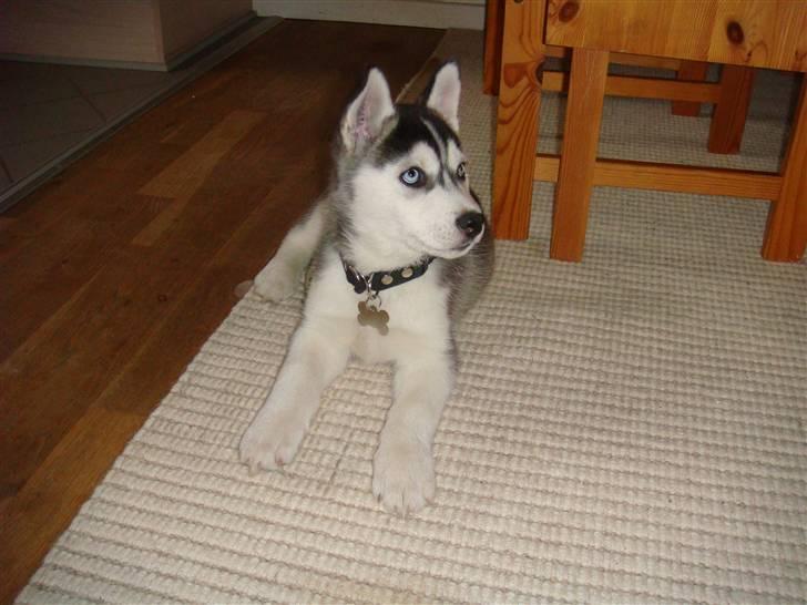 Siberian husky Marquis billede 4