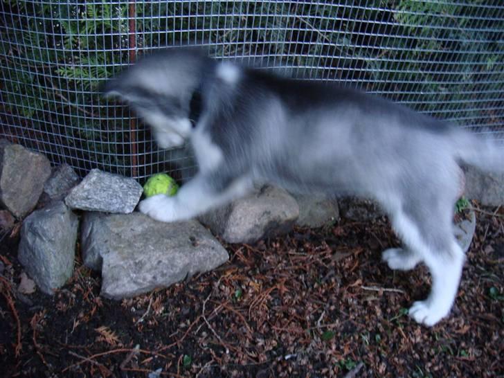 Siberian husky Marquis billede 2