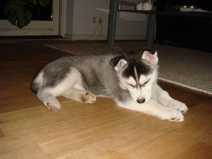 Siberian husky Marquis billede 3