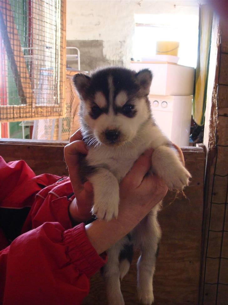 Siberian husky Marquis billede 1