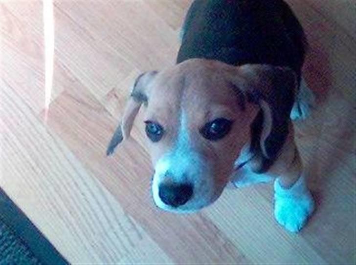 Beagle Bella *RIP <3* - Bella, kun 8-9 uger gammel billede 17