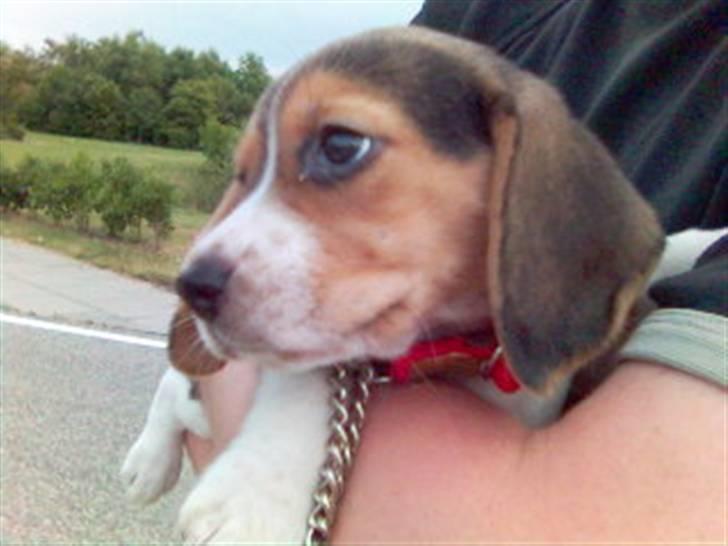 Beagle Bella *RIP <3* - Lille Bella 8 uger gammel, her var vi på vej hjem vi havde lige hentet hende i Roskilde(: billede 18