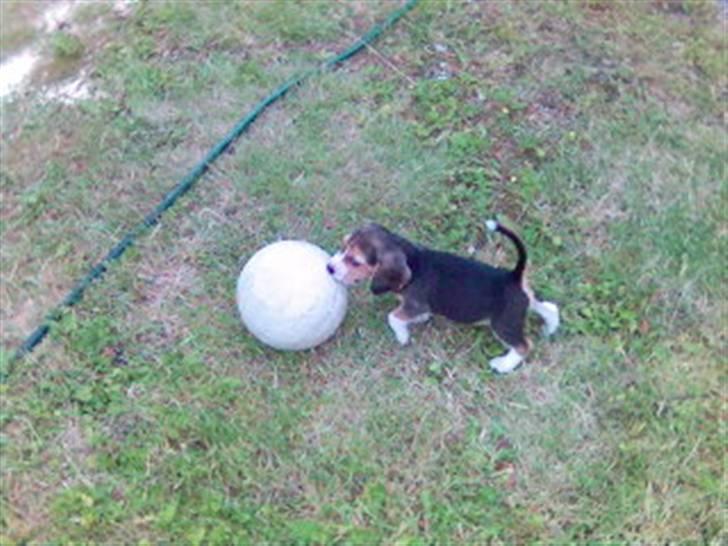 Beagle Bella *RIP <3* - "Se fodbolden er næsten større end mig, og den er ike engang pustet helt op." Bella 9 uger gammel billede 19