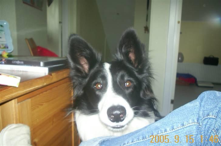 Border collie Bamse - Min mors - Titte Bøh :o ? billede 2