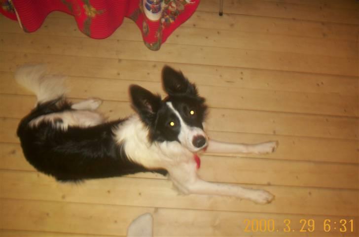 Border collie Bamse - Min mors - Til juleaften , ikk så gammel der :) billede 3