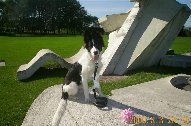 Border collie Bamse - Min mors - se mor jeg ka godt sidde pænt her imens du tager billeder :) billede 4