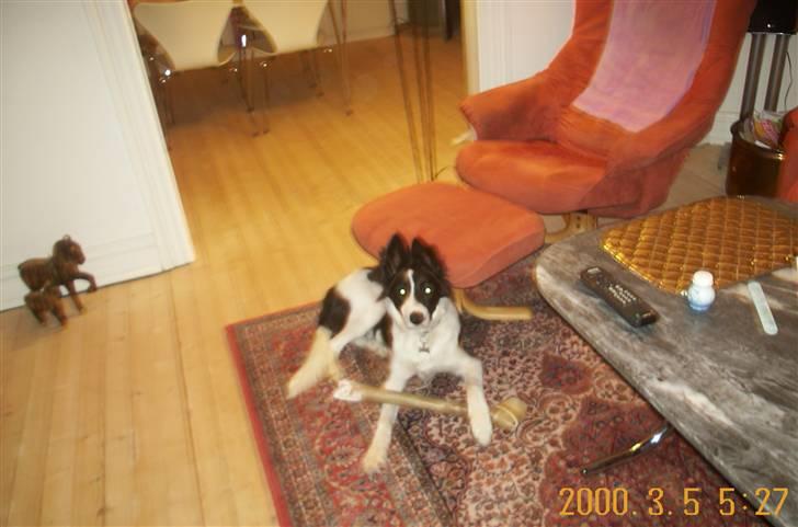 Border collie Bamse - Min mors - Lille dreng med et stoooort tyggeben :D så glad billede 5