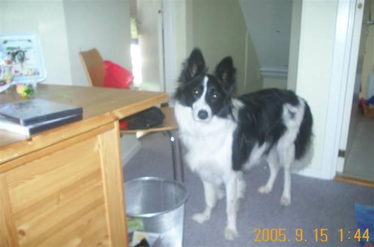 Border collie Bamse - Min mors - Hallo ? sagde du noget til mig :) billede 6