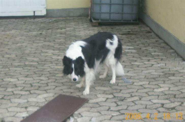 Border collie Bamse - Min mors - Koooooom nu !! kast den KAST DEEEN ! billede 7