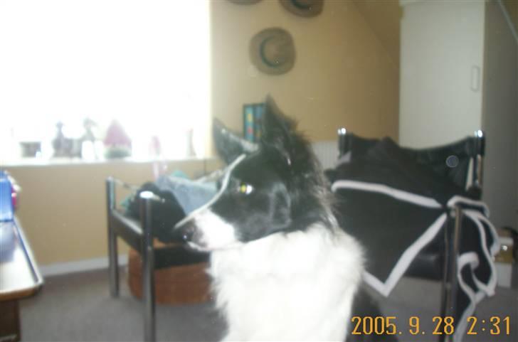 Border collie Bamse - Min mors - aiih ikk alle de billeder mor ;p billede 8