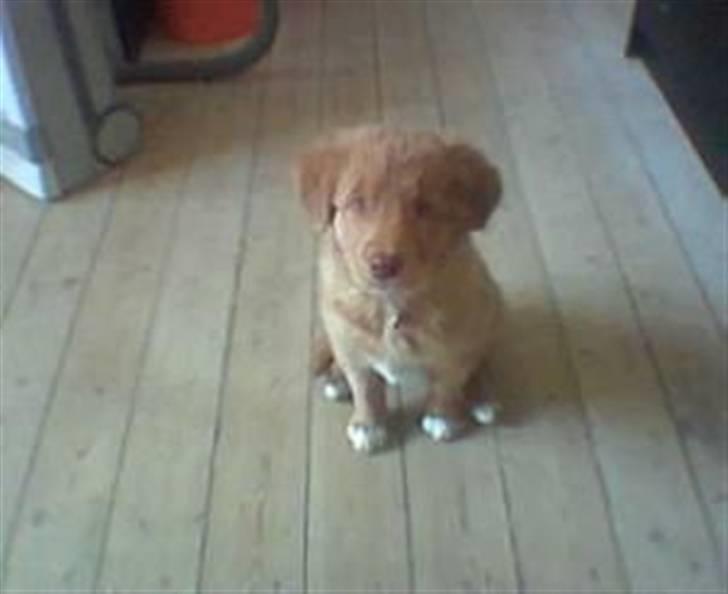 Nova scotia duck tolling retriever Indie billede 1