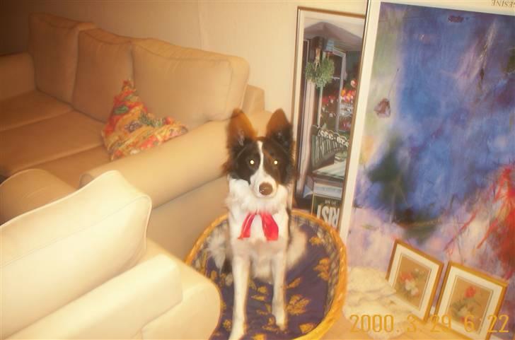 Border collie Bamse - Min mors - ka da også godt sidde i kurven ;) billede 9
